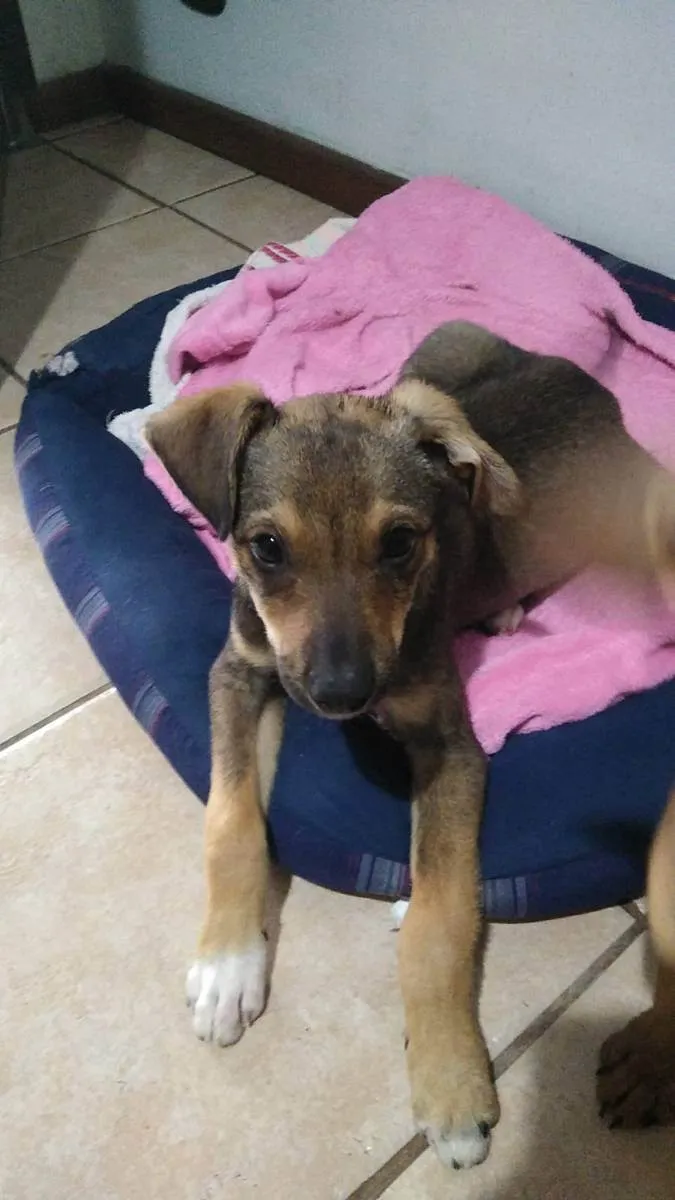 Cachorro ra a SRD idade 2 a 6 meses nome Paçoca e Rapadura