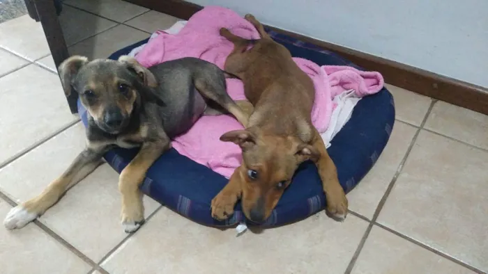 Cachorro ra a SRD idade 2 a 6 meses nome Paçoca e Rapadura