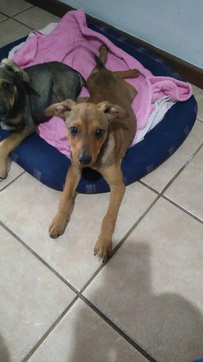 Cachorro ra a SRD idade 2 a 6 meses nome Paçoca e Rapadura