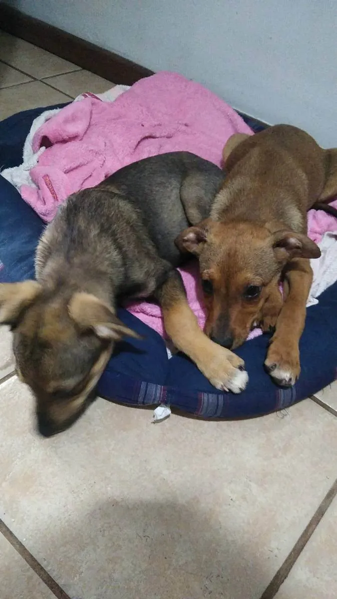 Cachorro ra a SRD idade 2 a 6 meses nome Paçoca e Rapadura