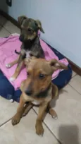 Paçoca e Rapadura