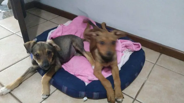 Cachorro ra a SRD idade 2 a 6 meses nome Paçoca e Rapadura