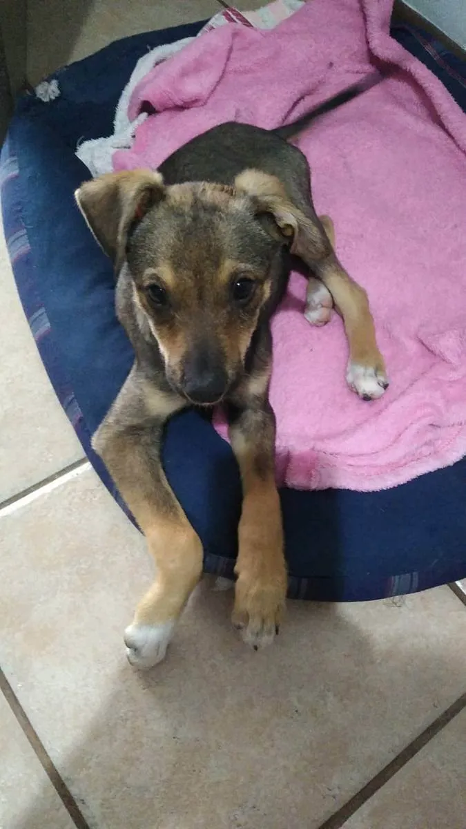 Cachorro ra a SRD idade 2 a 6 meses nome Paçoca e Rapadura