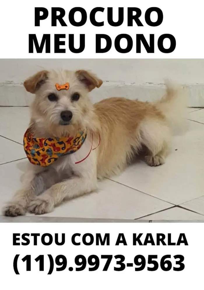 Cachorro ra a Vira Lata idade 2 a 6 meses nome Não sei