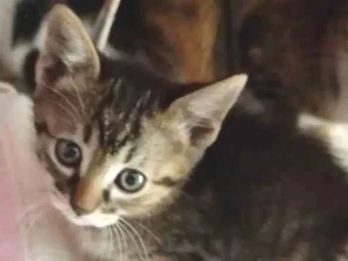 Gato raça Srd idade 2 a 6 meses nome Lira