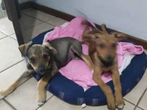 Cachorro raça SRD idade 2 a 6 meses nome Paçoca e Rapadura
