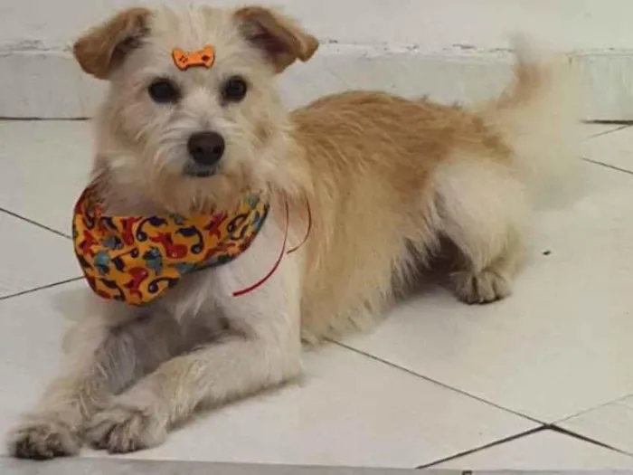 Cachorro ra a Vira Lata idade 2 a 6 meses nome Não sei