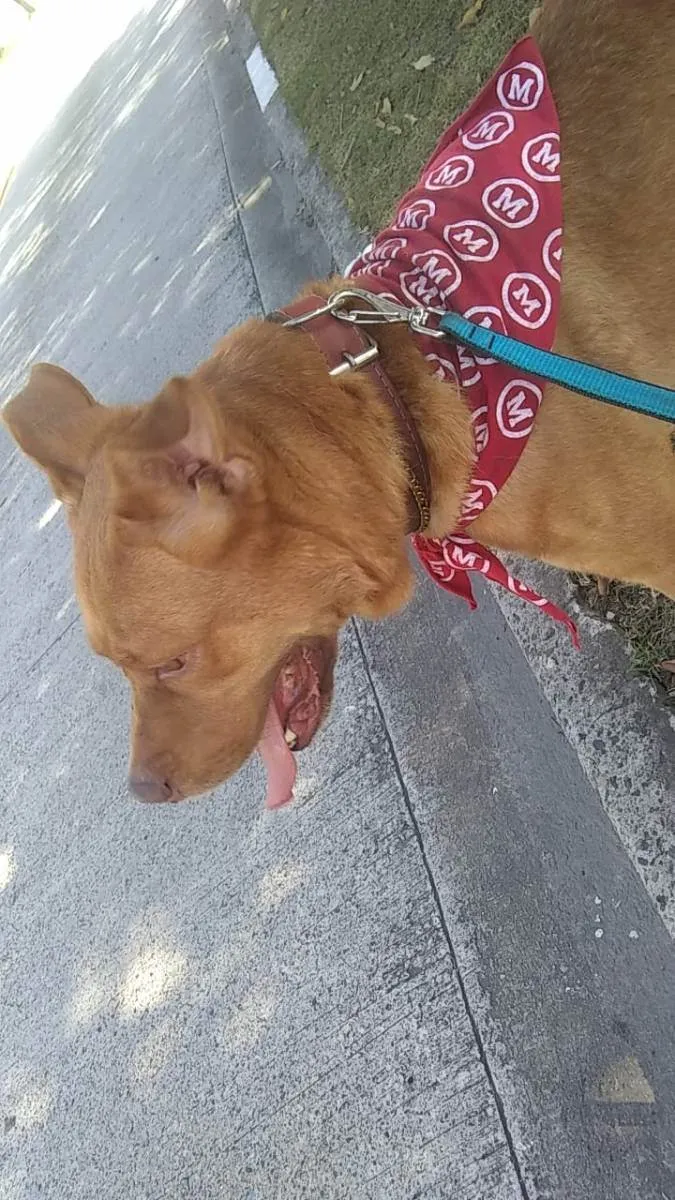 Cachorro raça Misturado pastor alemão/pitull idade 5 anos nome Hulk