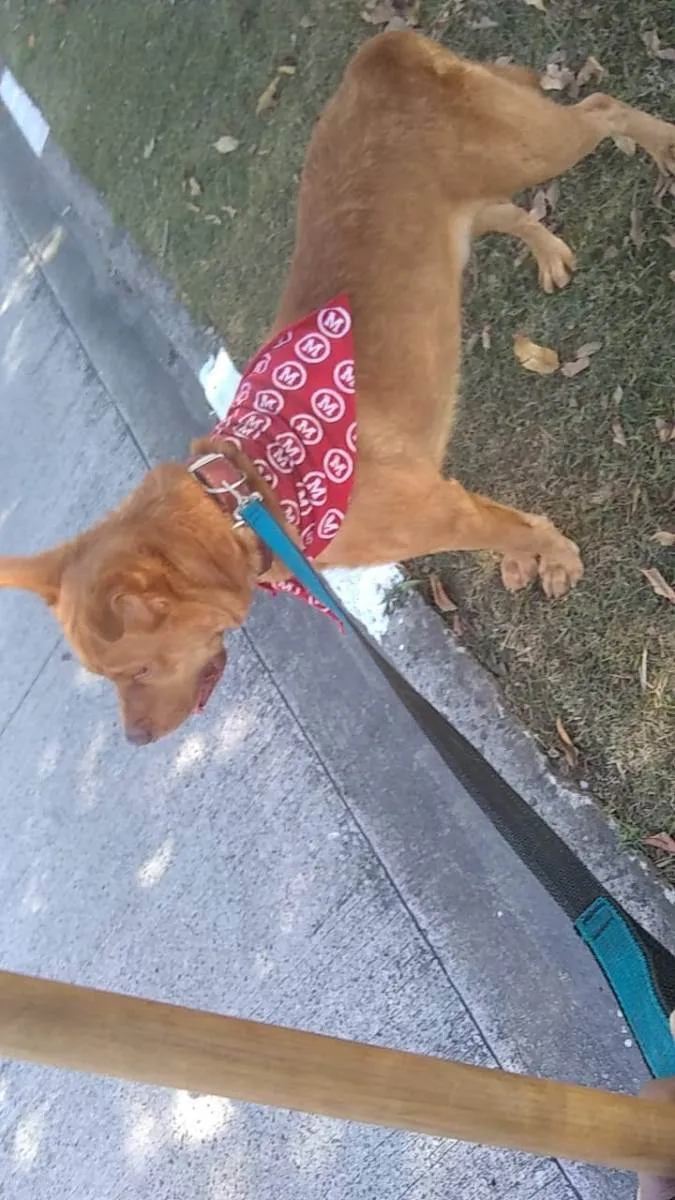 Cachorro raça Misturado pastor alemão/pitull idade 5 anos nome Hulk