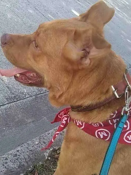 Cachorro raça Misturado pastor alemão/pitull idade 5 anos nome Hulk