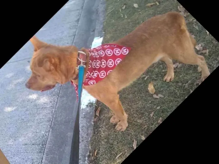 Cachorro raça Misturado pastor alemão/pitull idade 5 anos nome Hulk