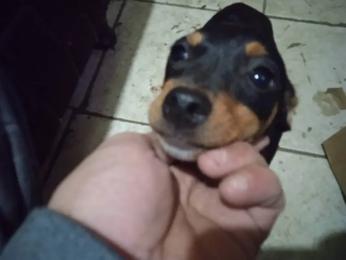 Cachorro ra a Fox paulistinha  idade 2 a 6 meses nome Nenem