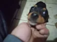 Nenem