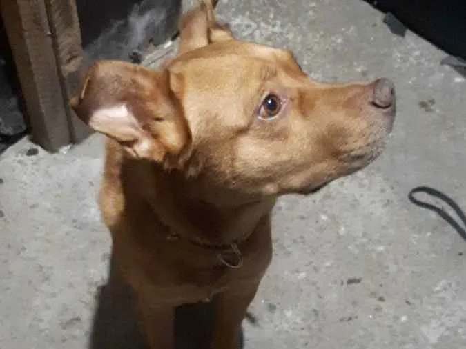 Cachorro raça Misturado pastor alemão/pitull idade 5 anos nome Hulk