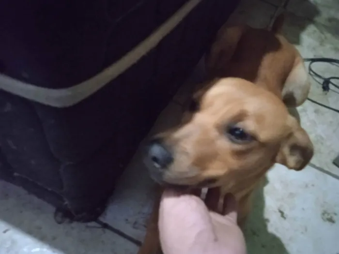 Cachorro ra a Fox paulistinha  idade 2 a 6 meses nome Gordinha 