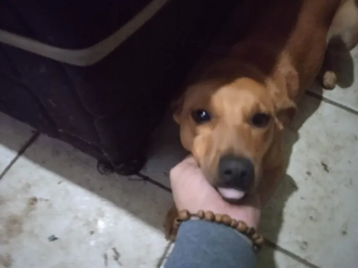 Cachorro ra a Fox paulistinha  idade 2 a 6 meses nome Gordinha 