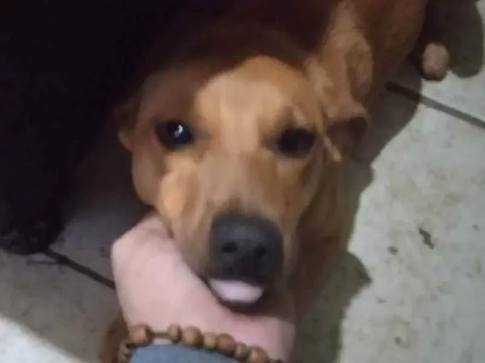 Cachorro ra a Fox paulistinha  idade 2 a 6 meses nome Gordinha 