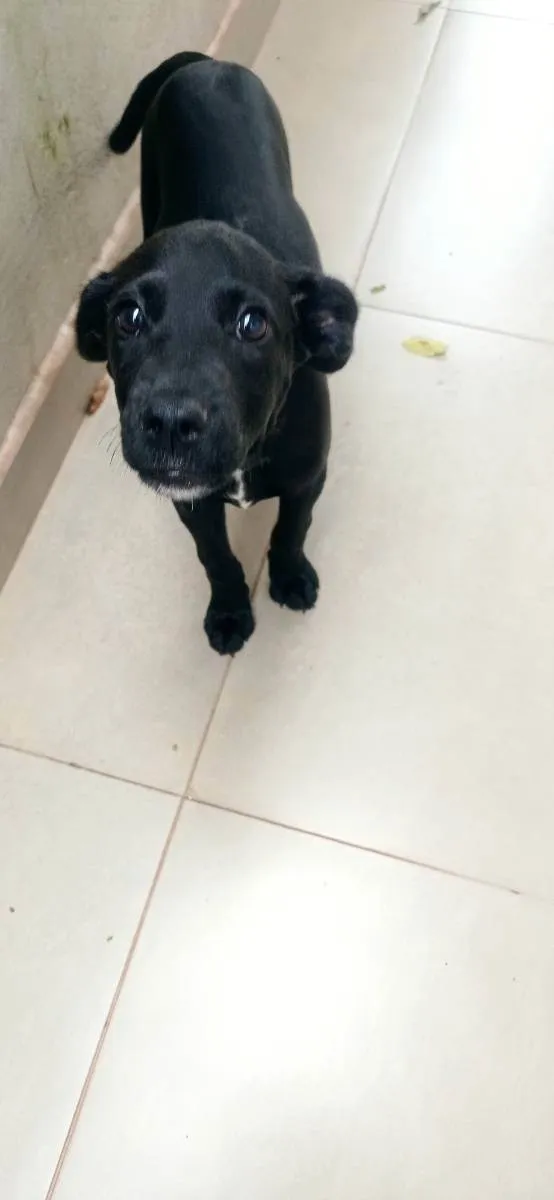 Cachorro ra a SRD idade 2 a 6 meses nome Bili