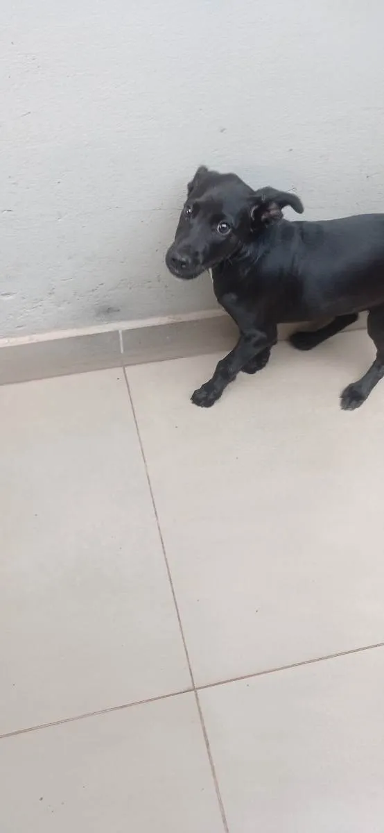 Cachorro ra a SRD idade 2 a 6 meses nome Bili