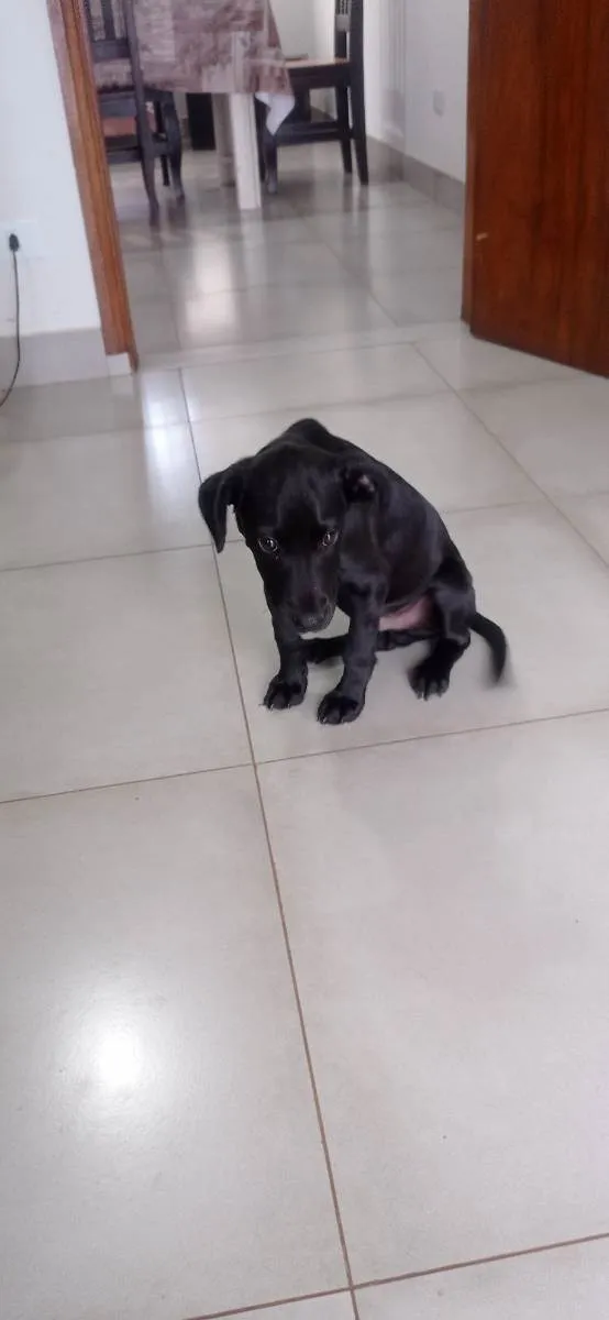 Cachorro ra a SRD idade 2 a 6 meses nome Bili