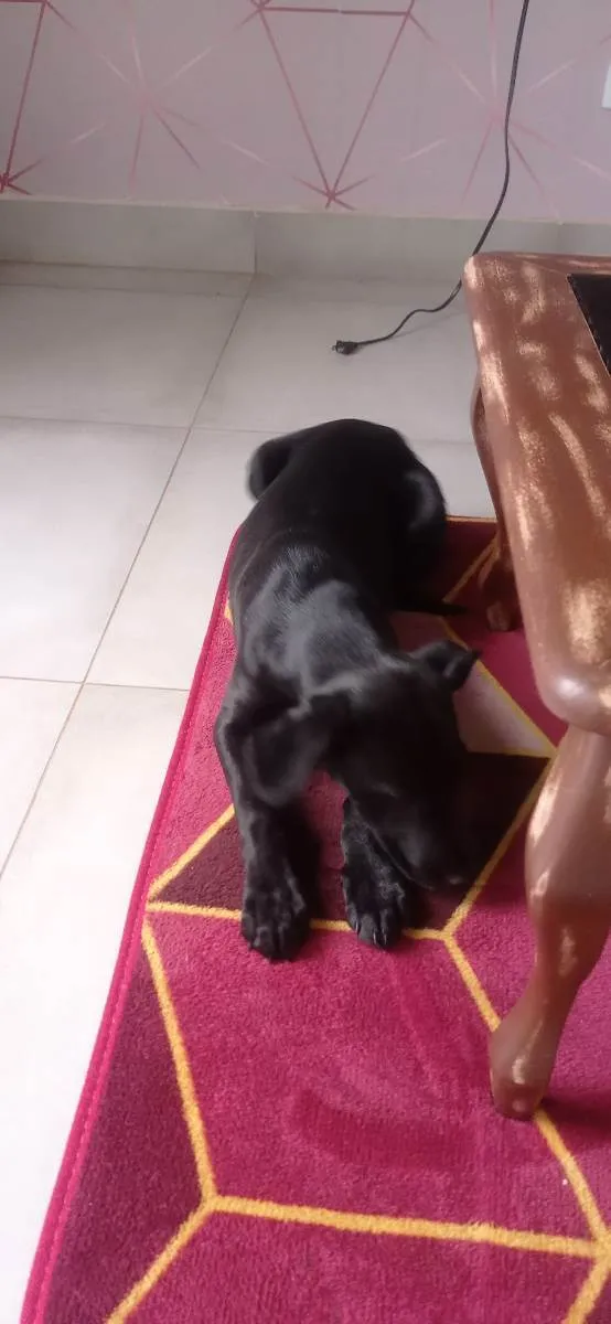 Cachorro ra a SRD idade 2 a 6 meses nome Bili