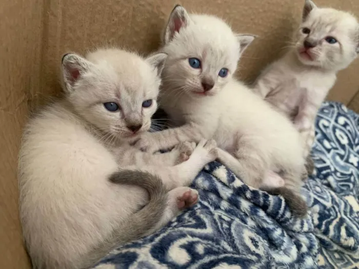 Gato ra a  idade Abaixo de 2 meses nome gato