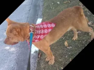 Cachorro raça Misturado pastor alemão/pitull idade 5 anos nome Hulk