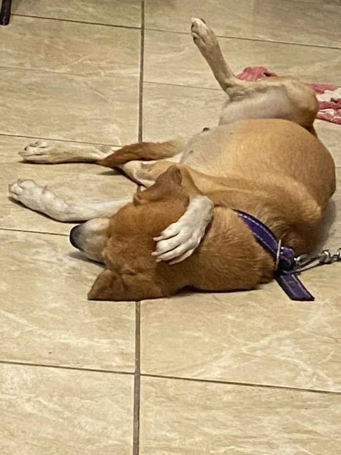Cachorro ra a Sem raça  idade 4 anos nome Luna