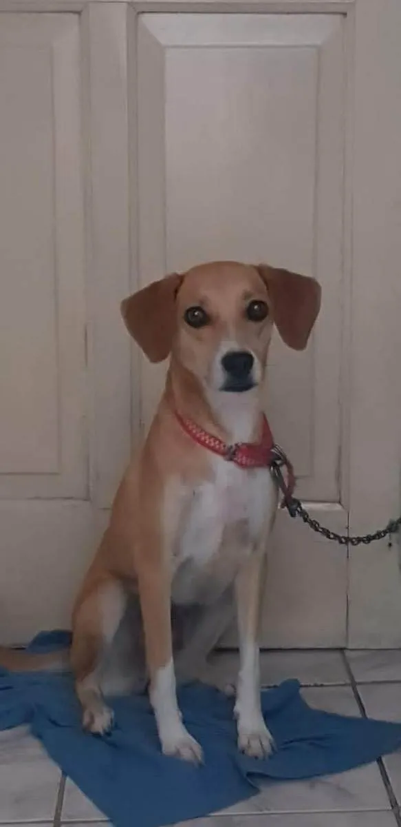 Cachorro ra a Sem raça  idade 4 anos nome Luna