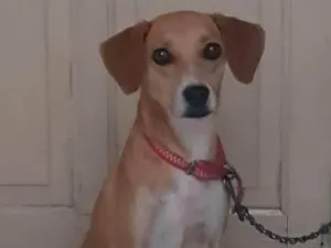 Cachorro raça Sem raça  idade 4 anos nome Luna