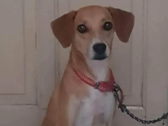 Cachorro ra a Sem raça  idade 4 anos nome Luna
