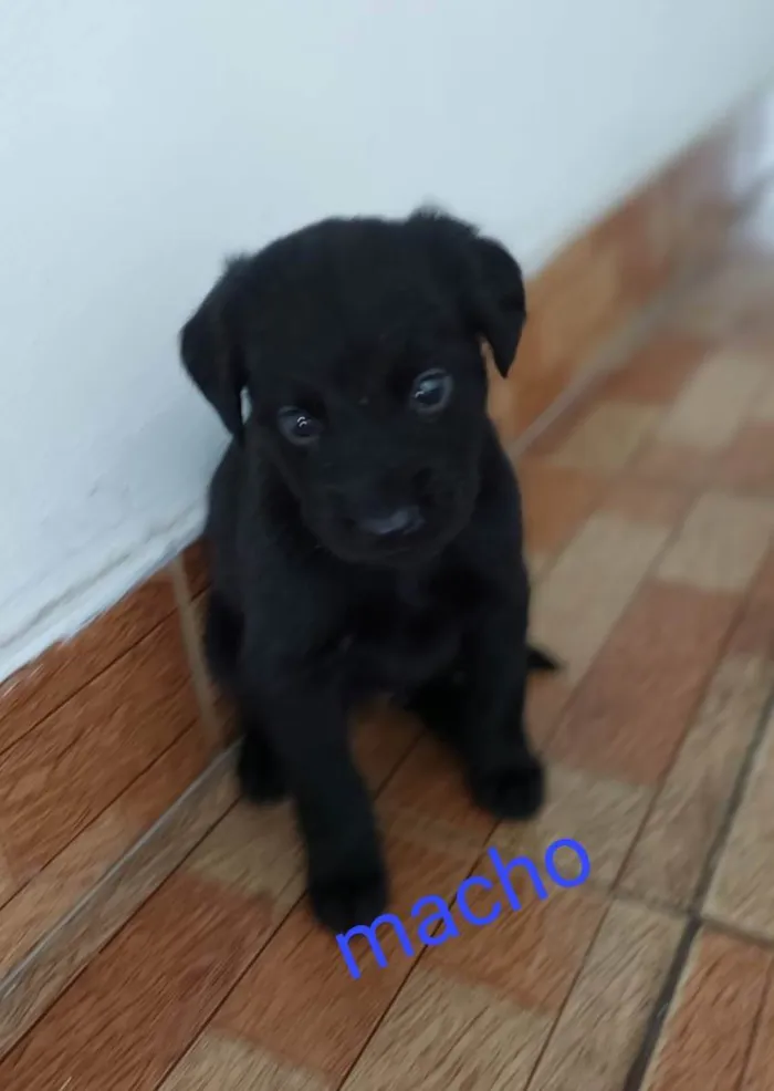 Cachorro raça SRD idade 2 a 6 meses nome Cachorrinhos bebês 