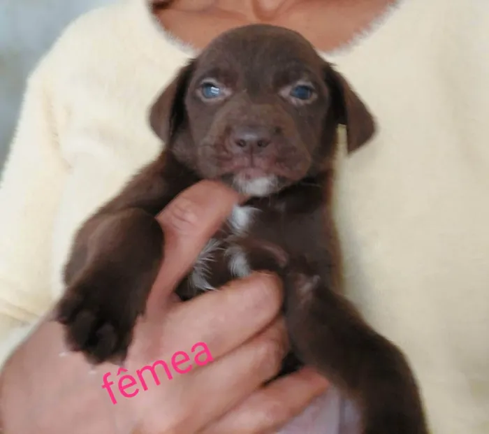 Cachorro raça SRD idade 2 a 6 meses nome Cachorrinhos bebês 