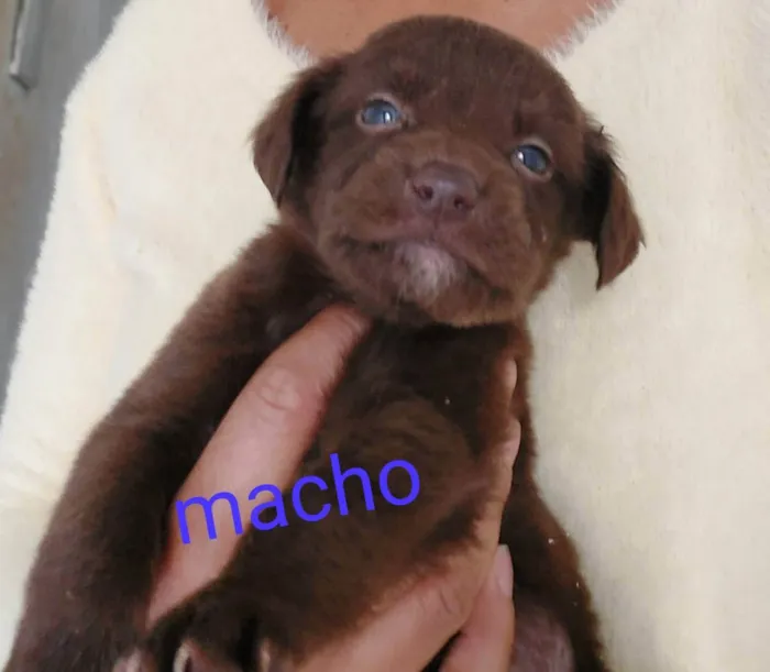Cachorrinhos bebês 