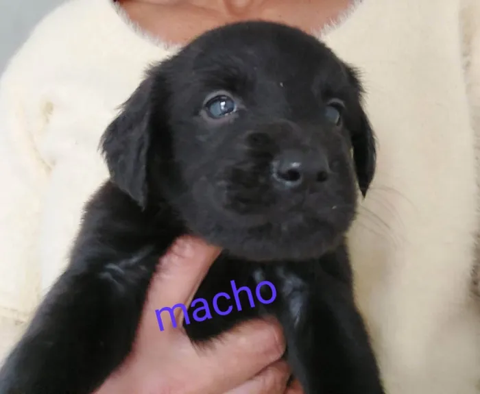 Cachorro raça SRD idade 2 a 6 meses nome Cachorrinhos bebês 