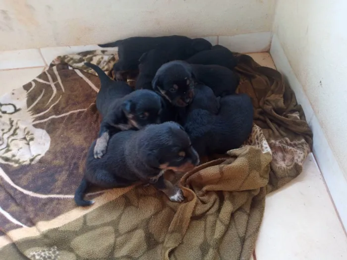 Cachorro ra a Vira lata idade Abaixo de 2 meses nome São 4 fêmeas e 4 mac