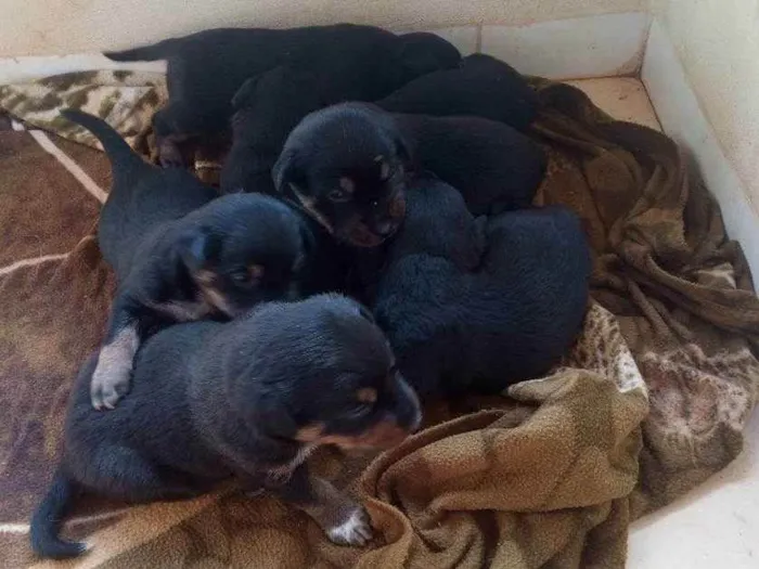 Cachorro ra a Vira lata idade Abaixo de 2 meses nome São 4 fêmeas e 4 mac