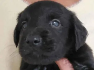 Cachorro raça SRD idade 2 a 6 meses nome Cachorrinhos bebês 