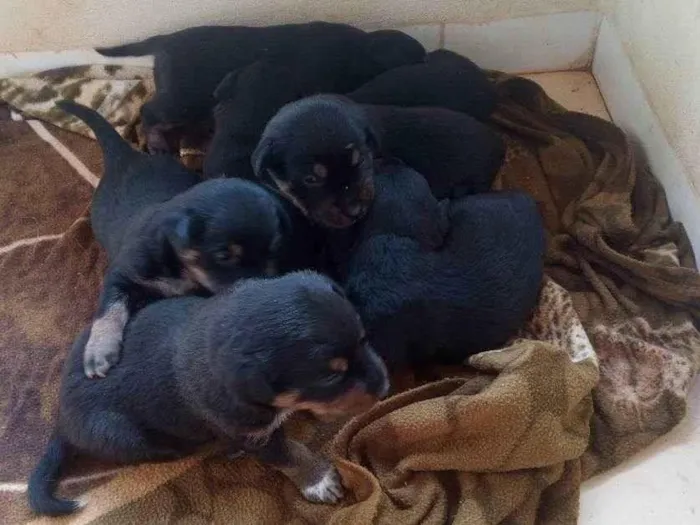 Cachorro ra a Vira lata idade Abaixo de 2 meses nome São 4 fêmeas e 4 mac