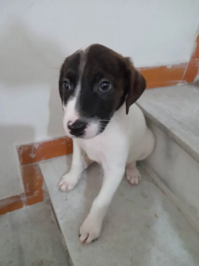 Cachorro ra a SRD idade 2 a 6 meses nome Filhotes 2 meses 
