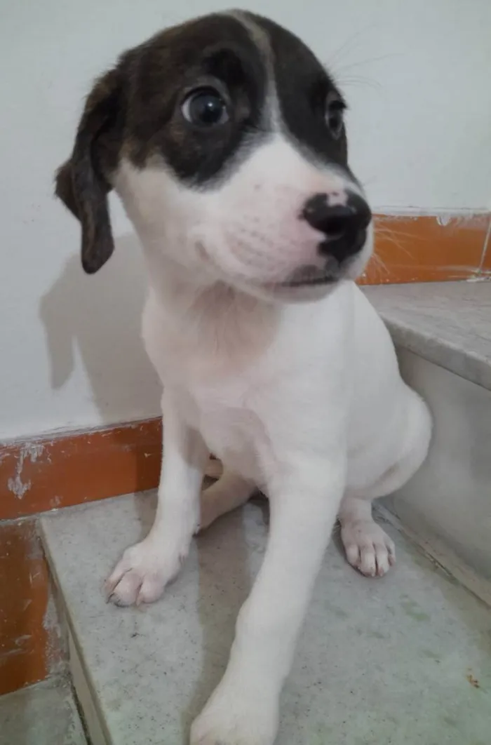 Cachorro ra a SRD idade 2 a 6 meses nome Filhotes 2 meses 