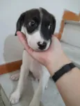 Filhotes 2 meses
