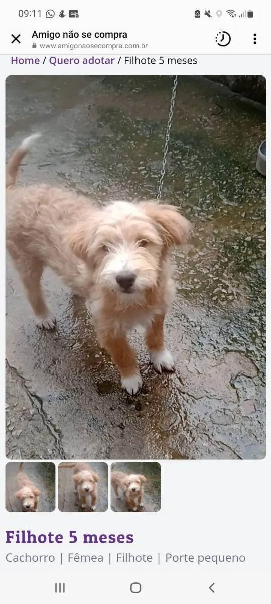 Cachorro ra a Srd  idade 2 a 6 meses nome Filhote 5 meses
