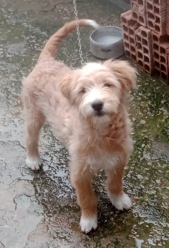 Cachorro ra a Srd  idade 2 a 6 meses nome Filhote 5 meses