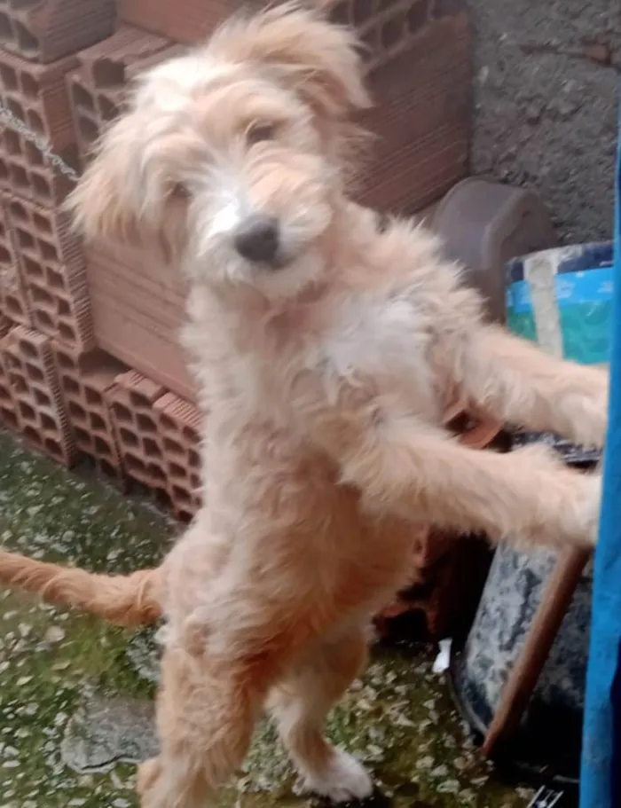 Cachorro ra a Srd  idade 2 a 6 meses nome Filhote 5 meses