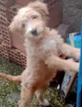 Filhote 5 meses