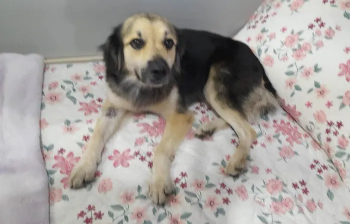Cachorro ra a Srd idade 2 anos nome Toby