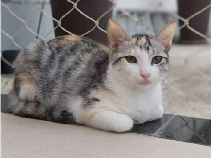 Gato ra a srd tricolor idade 7 a 11 meses nome PENÉLOPE 