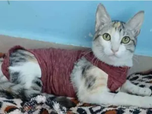 Gato raça srd tricolor idade 7 a 11 meses nome PENÉLOPE 