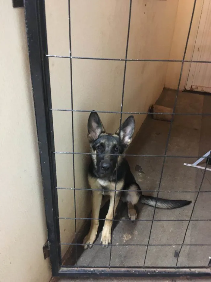 Cachorro ra a Pastor Alemao idade 2 a 6 meses nome Diana